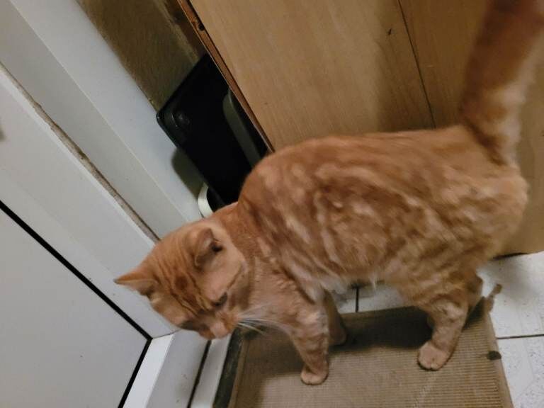 Bengal kittens for sale in Haringey, London – 6 months old - Image 3 of 3