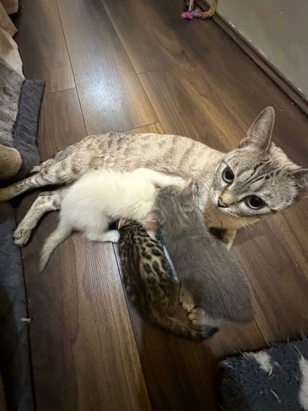TICA Registered Bengal Kittens For Sale