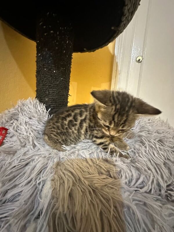 Bengal kittens for sale in Willesden Green, London – 8 weeks old - Image 2 of 4