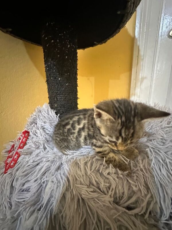 Bengal kittens for sale in Willesden Green, London – 8 weeks old - Image 3 of 4