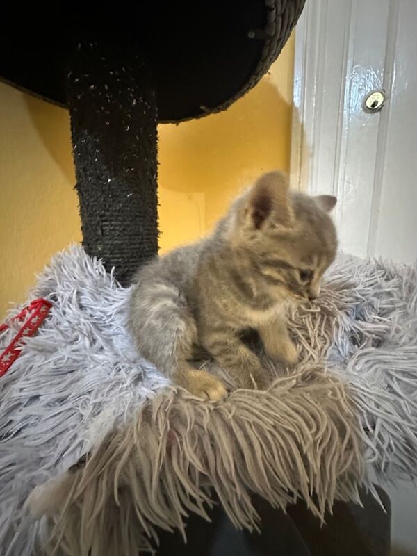 Bengal kittens for sale in Willesden Green, London – 8 weeks old - Image 4 of 4