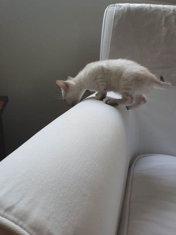 Stunning pure Bengal kittens