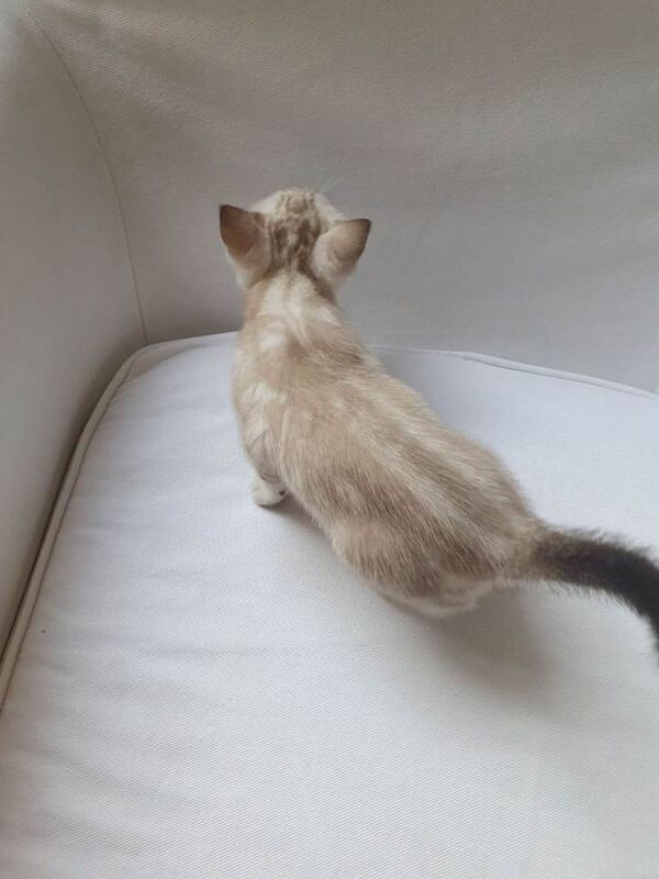 Stunning pure Bengal kittens - Image 2 of 3