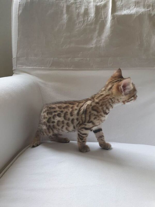 Stunning pure Bengal Kittens