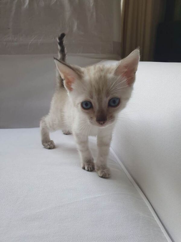 Stunning pure Bengal Kittens - Image 2 of 5