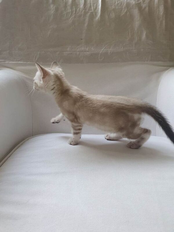 Stunning pure Bengal Kittens - Image 5 of 5