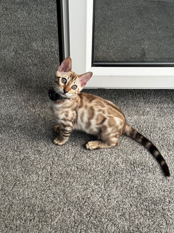 Stunning Snow Sepia Pedigree Bengal Kitten – Male – Ready Now for sale in Allerton, West Yorkshire