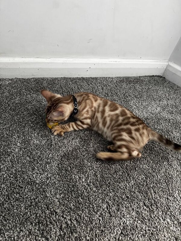 Stunning Snow Sepia Pedigree Bengal Kitten – Male – Ready Now for sale in Allerton, West Yorkshire | Image 2