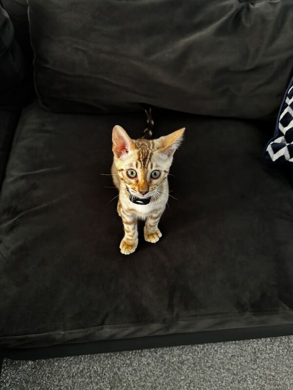 Stunning Snow Sepia Pedigree Bengal Kitten – Male – Ready Now for sale in Allerton, West Yorkshire | Image 3