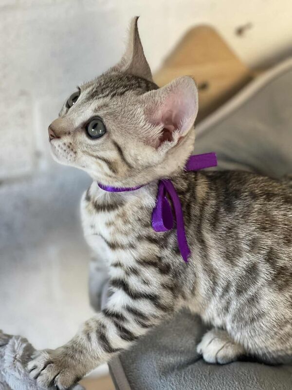 Bengal kittens for sale in Hailsham, East Sussex – 8 weeks old