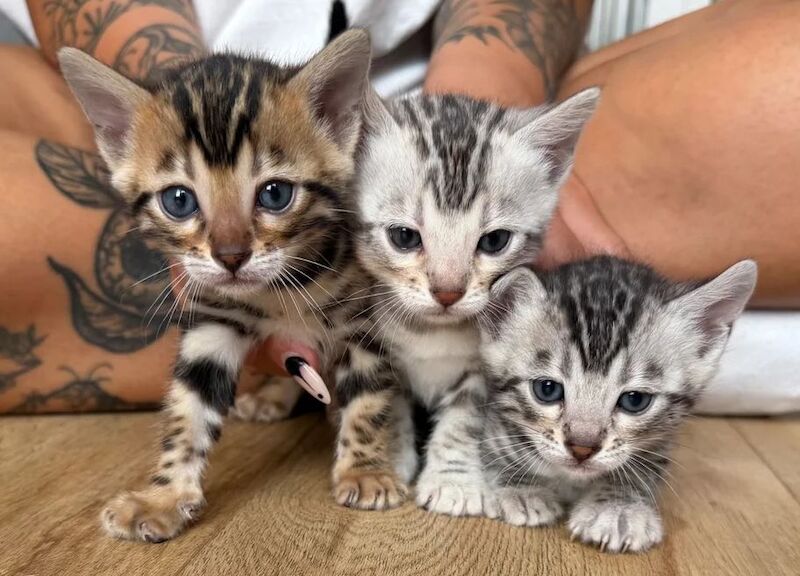 Stunning TICA registered, health tested Bengal kittens 3 x females; 1 x brown 2 x silver