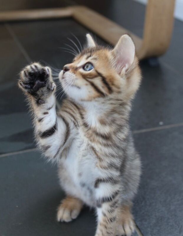 Stunningly beautiful Kittens with ‘kitten pack’
