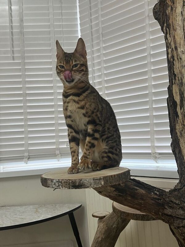 Bengal Kittens For Sale Under £300