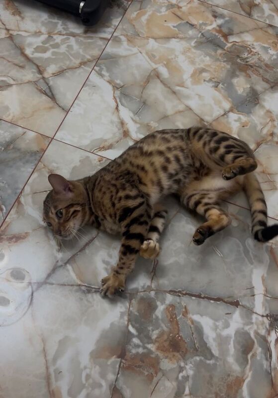 Sweet bengal female - Image 2 of 5