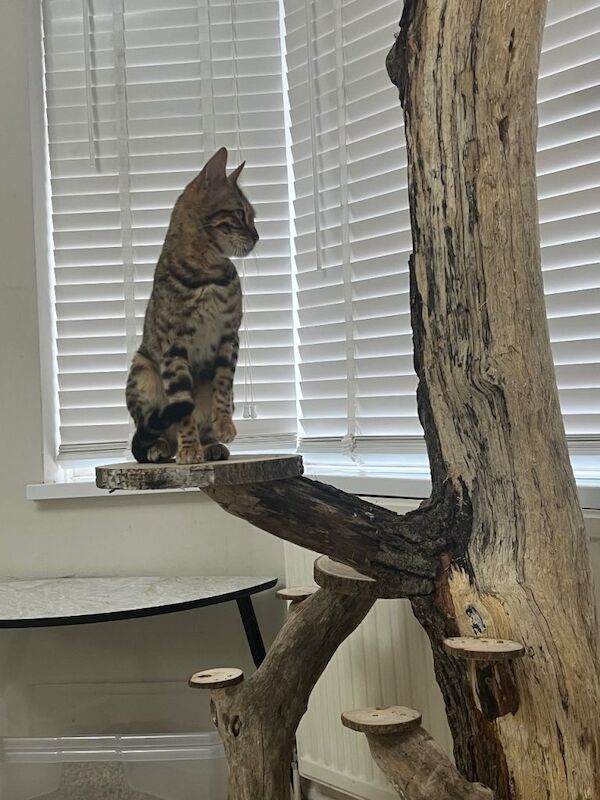 Sweet bengal female - Image 3 of 5