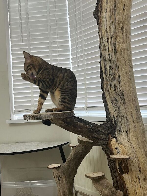 Sweet bengal female - Image 4 of 5