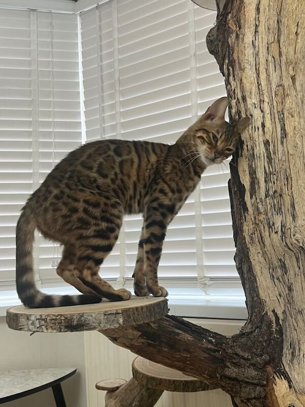 Sweet bengal female - Image 5 of 5