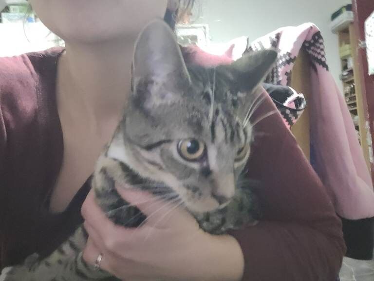 Bengal kittens for sale in Haringey, London – 4 months old