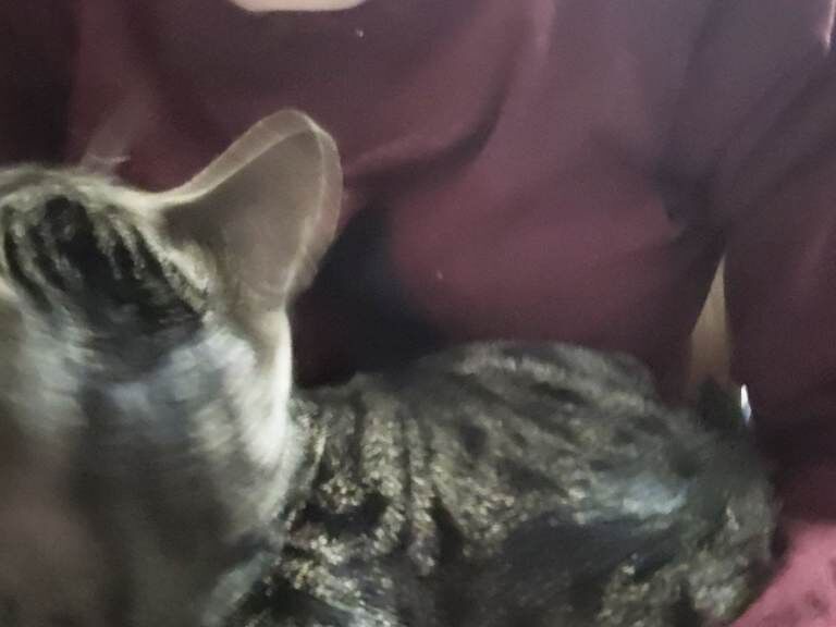 Bengal kittens for sale in Haringey, London – 4 months old - Image 2 of 4