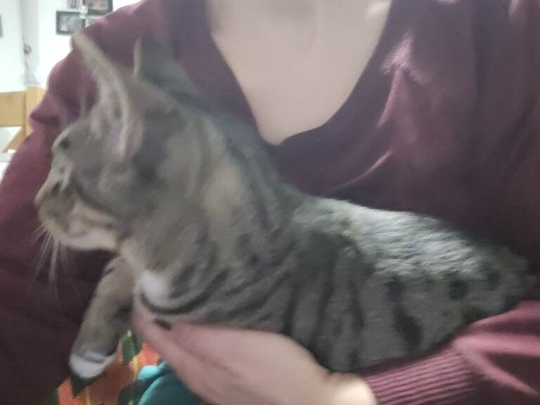 Bengal kittens for sale in Haringey, London – 4 months old - Image 3 of 4