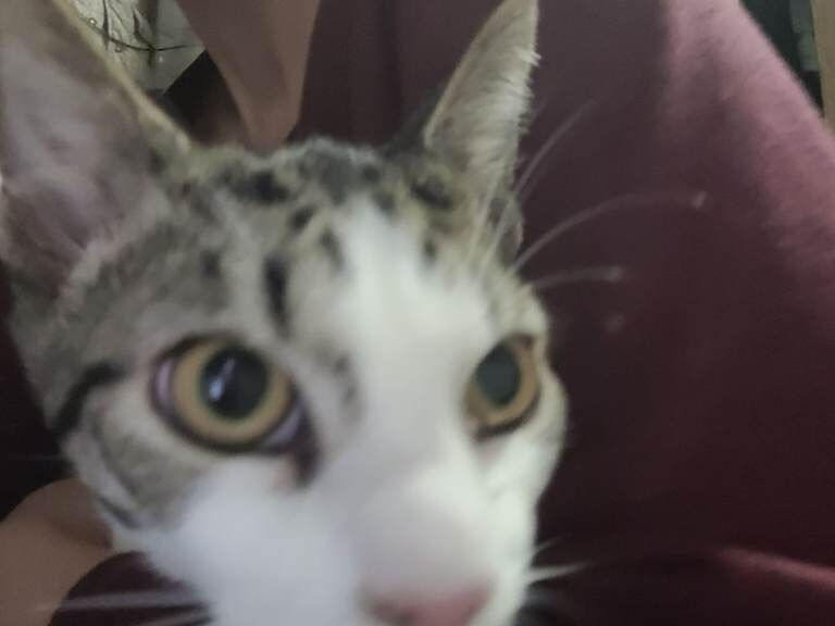 Bengal kittens for sale in Haringey, London – 4 months old - Image 4 of 4