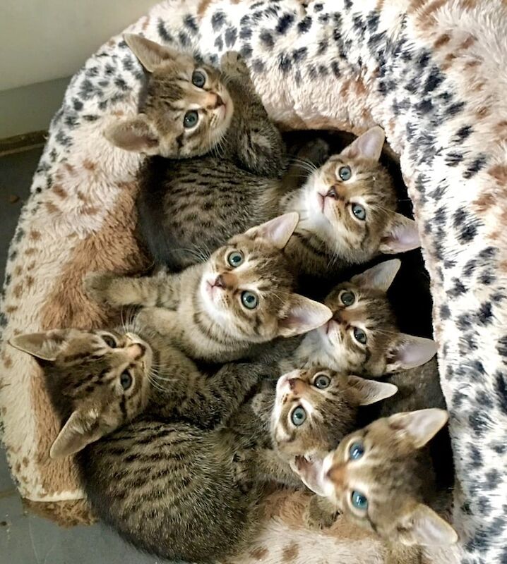 Sweetest Gold Glitter Bengal X Kittens With SuperFamous Siblings for sale in Dorking, Surrey