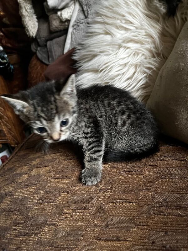 Sweetest Gold Glitter Bengal X Kittens With SuperFamous Siblings for sale in Dorking, Surrey | Image 2