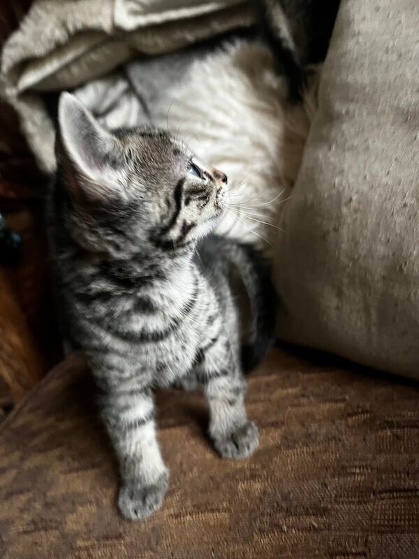 Sweetest Gold Glitter Bengal X Kittens With SuperFamous Siblings for sale in Dorking, Surrey | Image 3