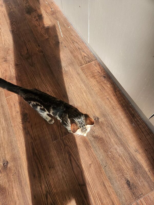Bengal kittens for sale in Barking, Greater London – 4 months old - Image 2 of 3