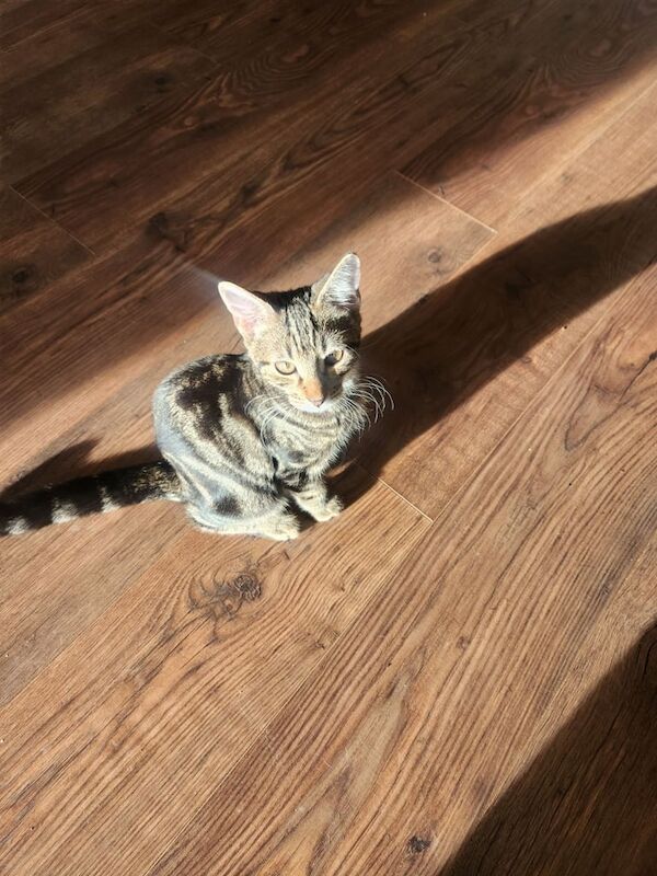 Bengal kittens for sale in Barking, Greater London – 4 months old - Image 3 of 3