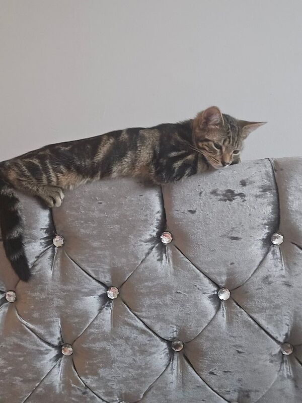 Tabby/bangal kitten 4 months old for sale in Plaistow, Greater London