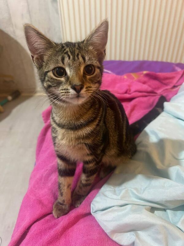 Tabby/bangal kitten 4 months old for sale in Plaistow, Greater London | Image 2
