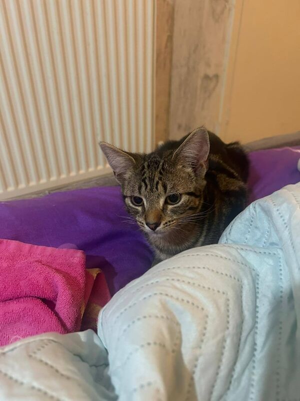 Tabby/bangal kitten 4 months old for sale in Plaistow, Greater London | Image 3