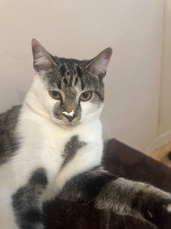 Bengal kittens for sale in Lewisham, Greater London – 2 years old