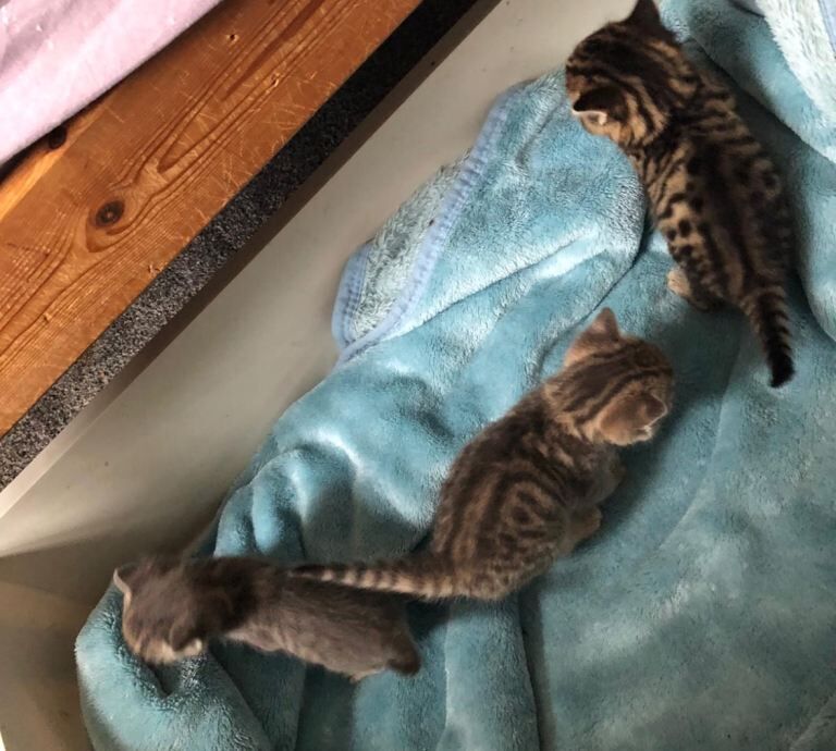 Bengal kittens for sale in Lewisham, Greater London – 5 weeks old
