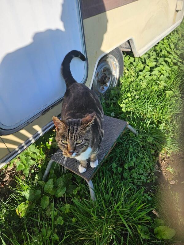 Bengal kittens for sale in Harborne, West Midlands – 5 years old