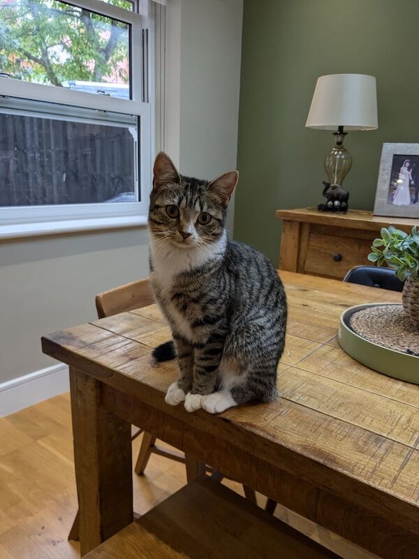 Tabby Kitten Cat 6 months for sale in Stockton Heath, Cheshire