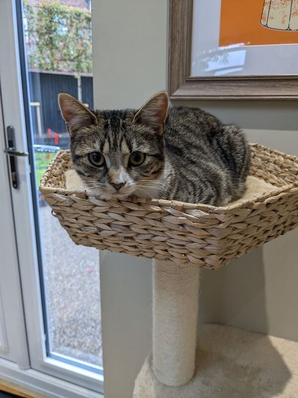Tabby Kitten Cat 6 months for sale in Stockton Heath, Cheshire | Image 2