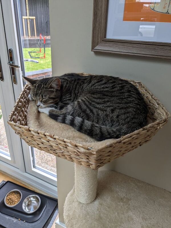 Tabby Kitten Cat 6 months for sale in Stockton Heath, Cheshire | Image 3