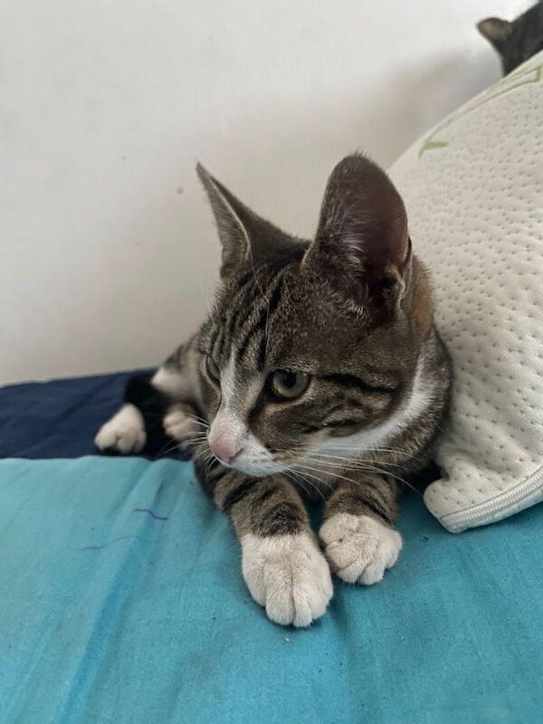 Bengal Kittens For Sale