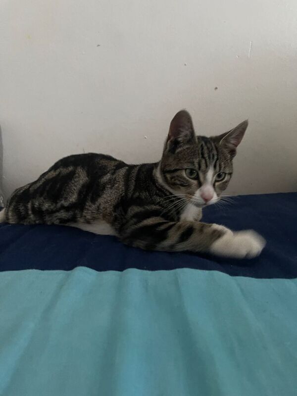 Tabby kitten looking for a new home - Image 2 of 3