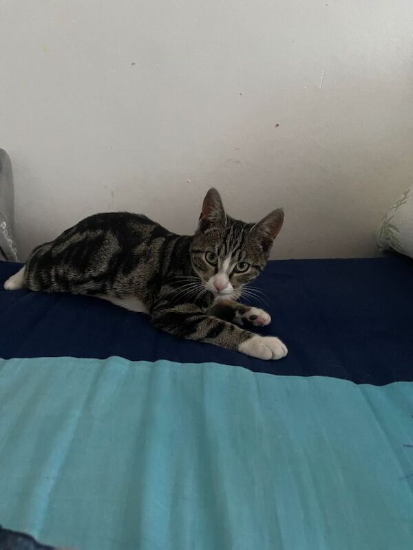 Tabby kitten looking for a new home - Image 3 of 3