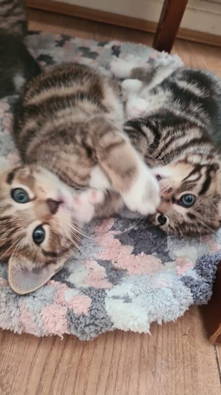 Bengal kittens for sale in Barking, Greater London – 8 weeks old