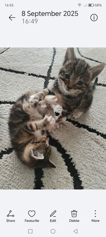 Bengal kittens for sale in Shirley, West Midlands – 10 weeks old