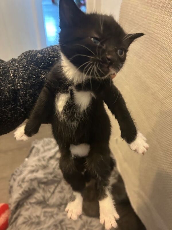 Bengal kittens for sale in Wallingford, Oxfordshire – 12 weeks old