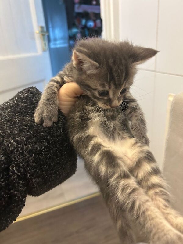 Bengal kittens for sale in Wallingford, Oxfordshire – 8 weeks old - Image 2 of 6