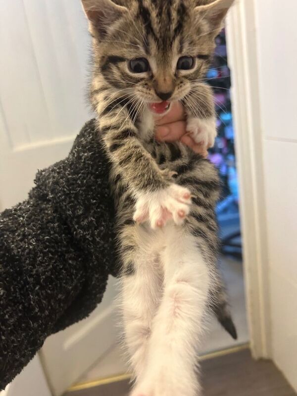 Bengal kittens for sale in Wallingford, Oxfordshire – 8 weeks old - Image 3 of 6