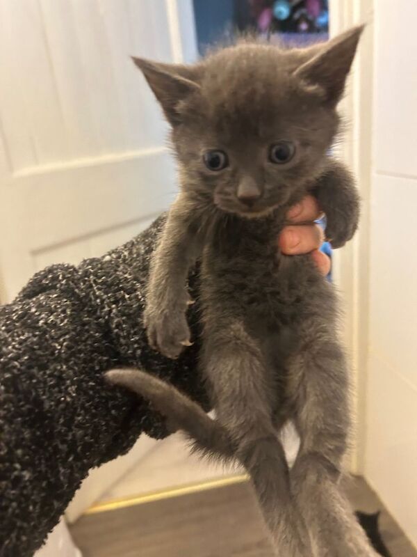 Bengal kittens for sale in Wallingford, Oxfordshire – 8 weeks old - Image 4 of 6