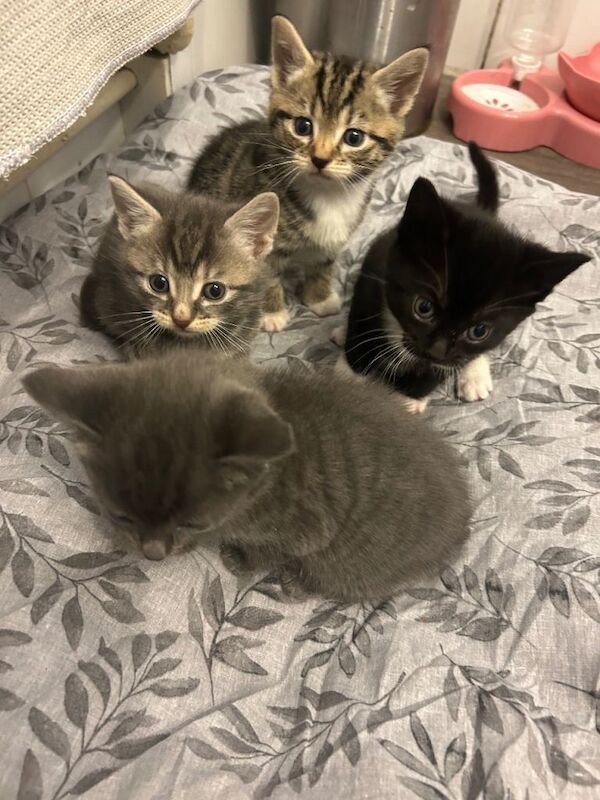 Bengal kittens for sale in Wallingford, Oxfordshire – 8 weeks old - Image 5 of 6