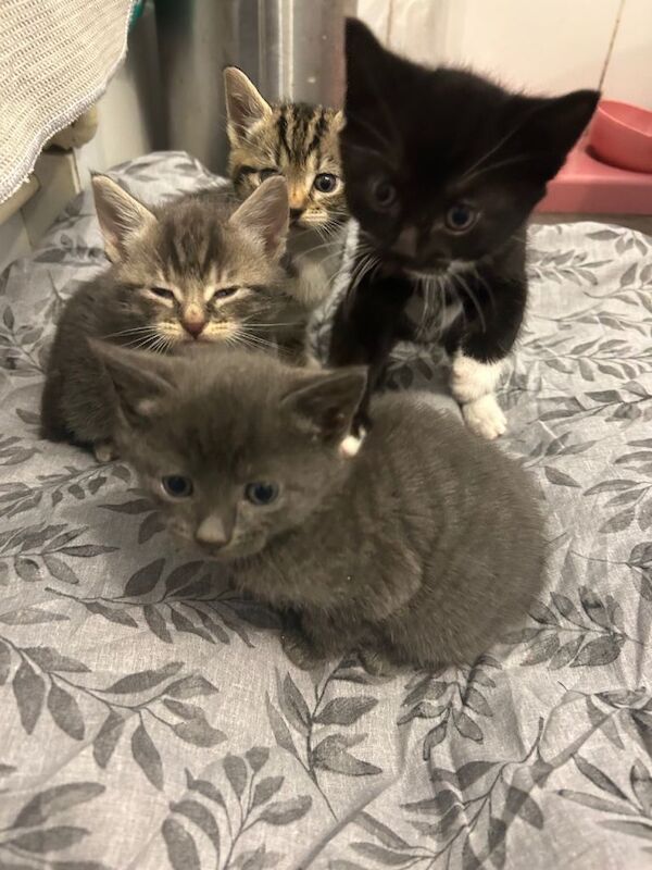 Bengal kittens for sale in Wallingford, Oxfordshire – 8 weeks old - Image 6 of 6
